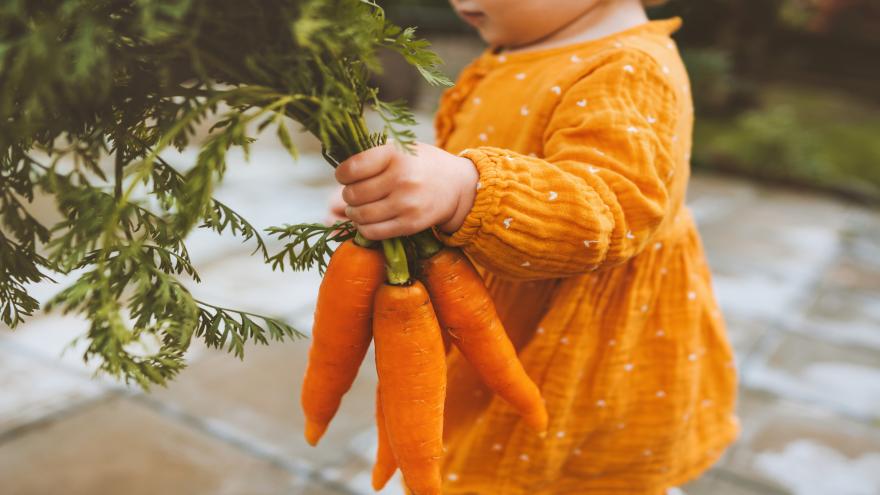 Kind hält Karotten in der Hand